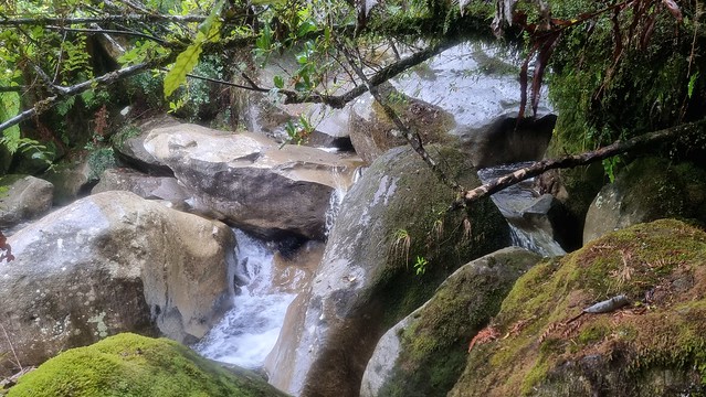 Waione Stream, Timber Trail, Pureora Forest