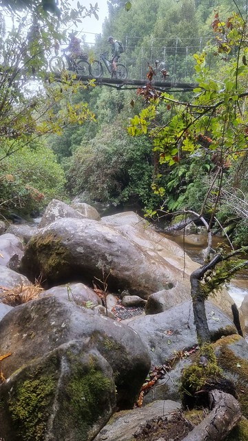 Waione Bridge, Timber Trail, Pureora Forest