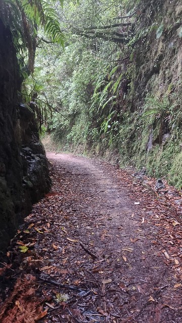 Timber Trail, Pureora Forest