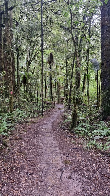 Timber Trail, Pureora Forest