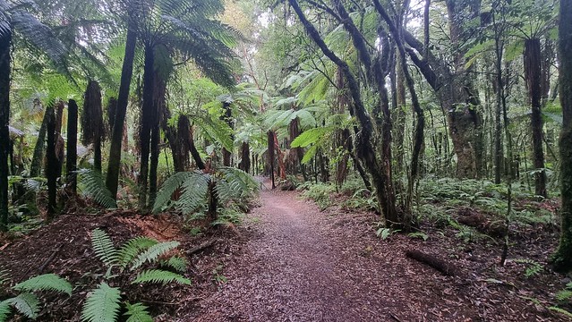 Timber Trail, Pureora Forest