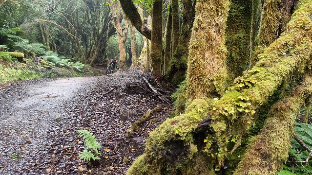 Timber Trail, Pureora Forest