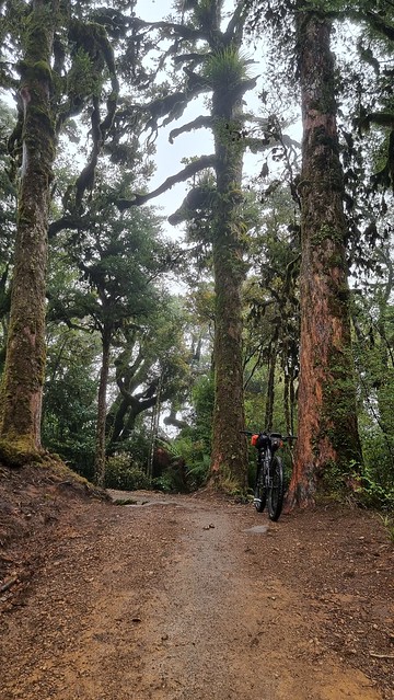 Timber Trail, Pureora Forest