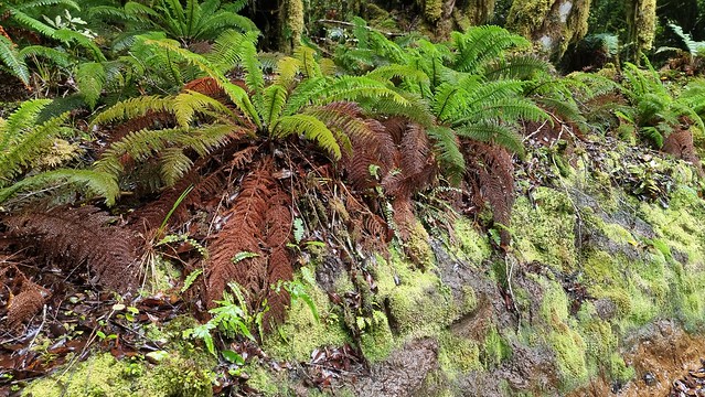 Timber Trail, Pureora Forest