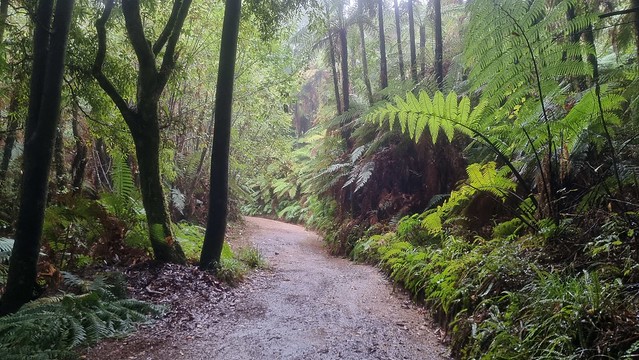 Timber Trail, Pureora Forest