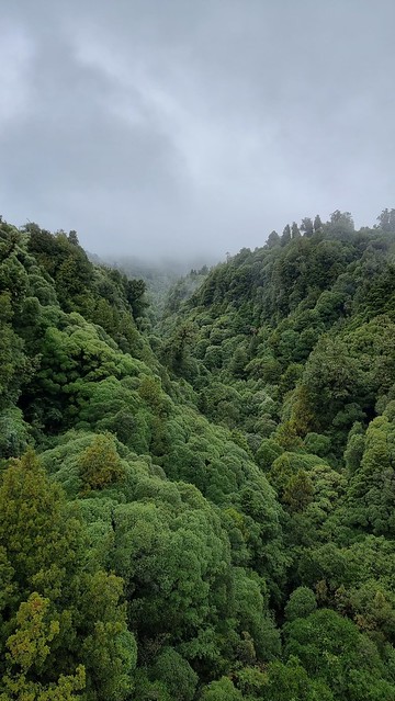 Bog Inn Creek Bridge, Timber Trail, Pureora Forest