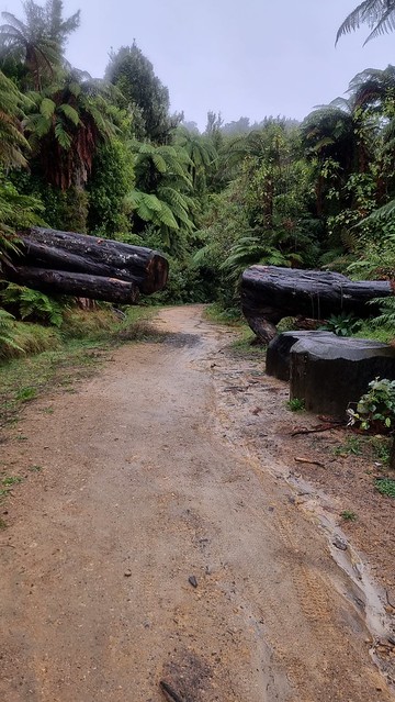 Big Tree, Timber Trail, Pureora Forest