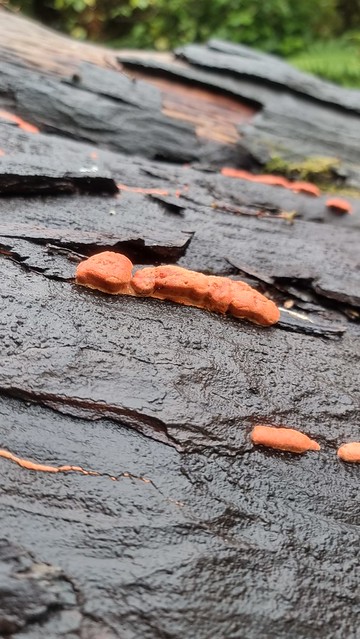 Big Tree, Timber Trail, Pureora Forest
