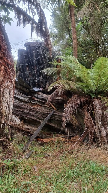 Stump hut, Timber Trail, Pureora Forest