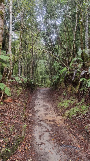 Timber Trail, Pureora Forest