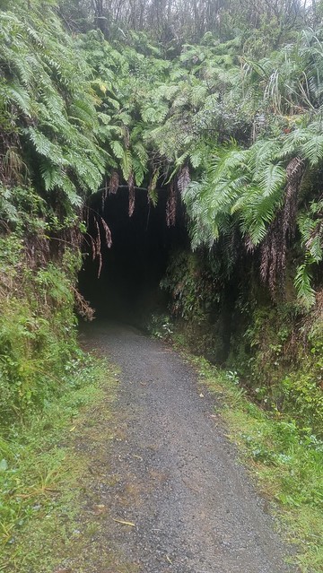 Ongarue Spiral, Timber Trail, Pureora Forest