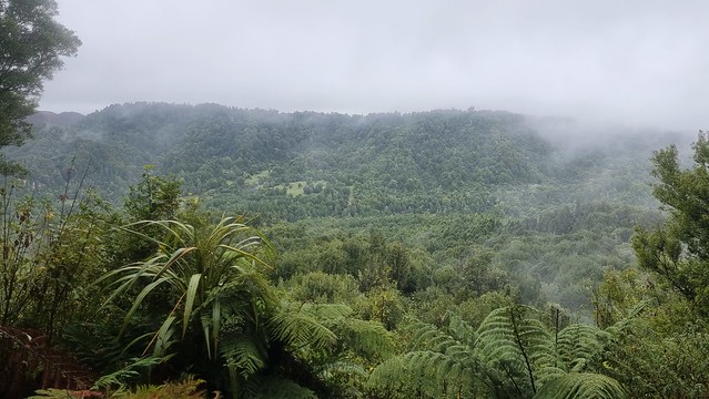 Deer Farm, Timber Trail, Pureora Forest
