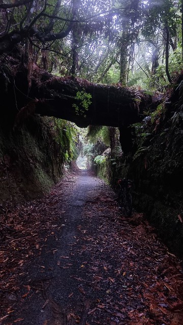 Timber Trail, Pureora Forest