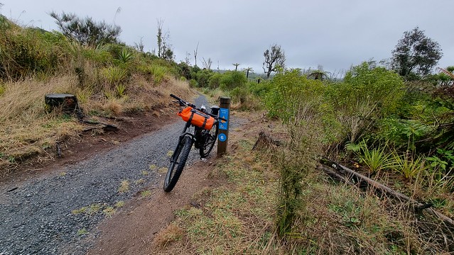 Timber Trail, Pureora Forest