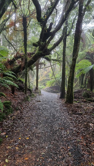 Timber Trail, Pureora Forest
