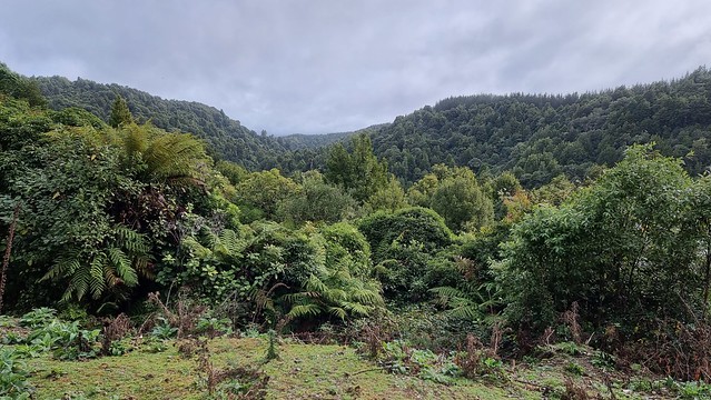 Timber Trail, Pureora Forest