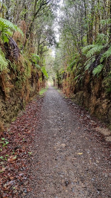 Timber Trail, Pureora Forest