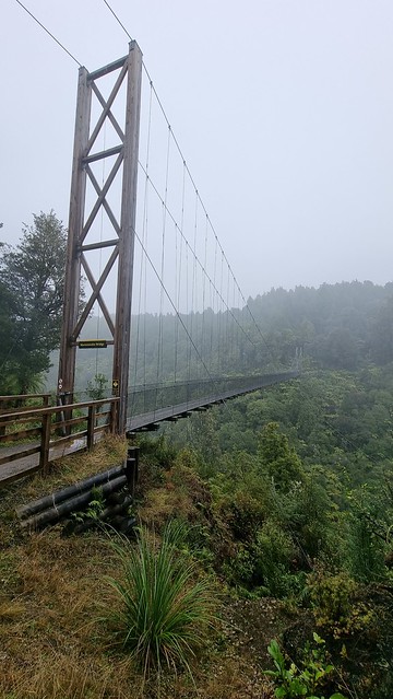 Maramataha Bridge, Timber Trail, Pureora Forest