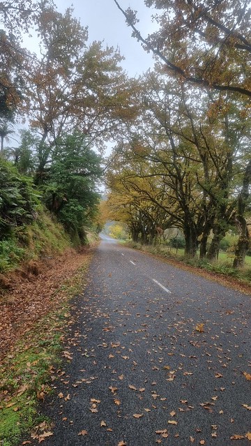 Ongarue, Timber Trail, Pureora Forest