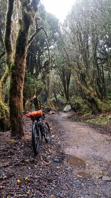 Timber Trail, Pureora Forest