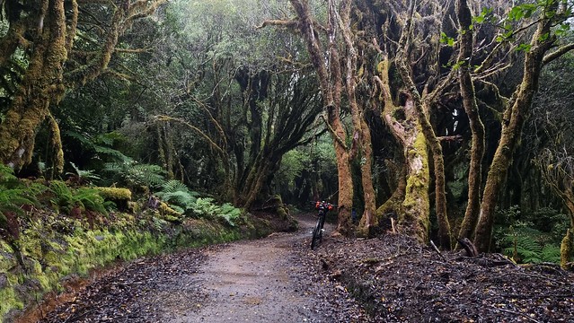 Timber Trail, Pureora Forest