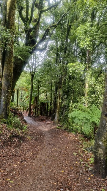 Timber Trail, Pureora Forest