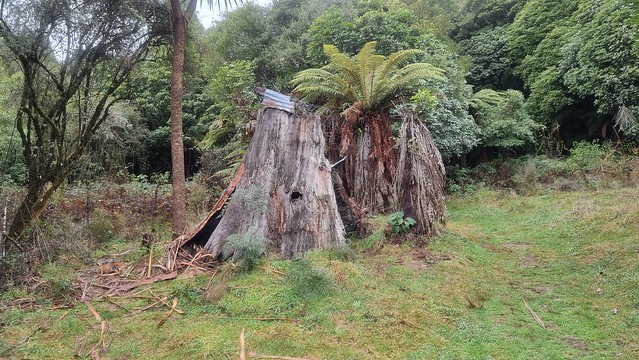 Stump hut, Timber Trail, Pureora Forest