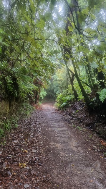 Timber Trail, Pureora Forest