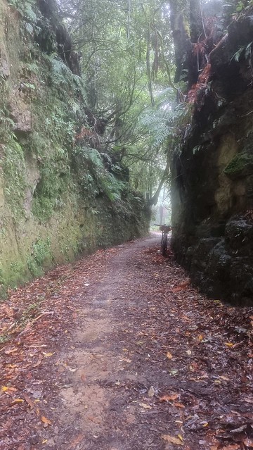 Big Tree, Timber Trail, Pureora Forest