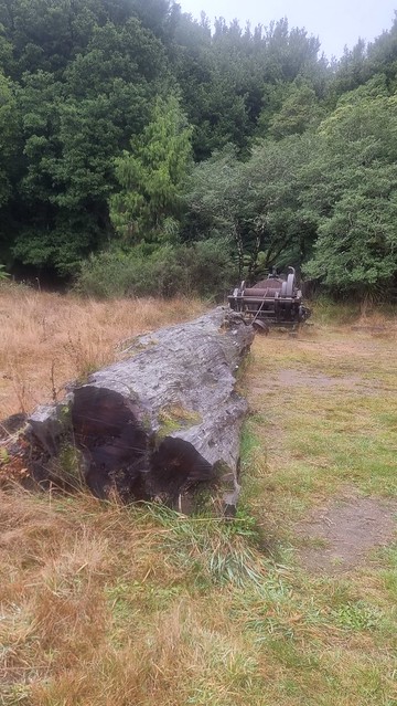 Steam Log Hauler, Timber Trail, Pureora Forest