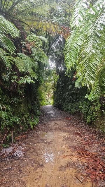 Timber Trail, Pureora Forest