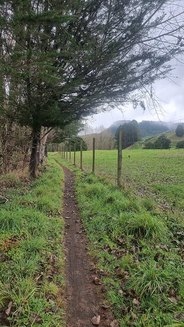 Deer Farm Ongarue, Timber Trail, Pureora Forest