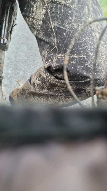 Muddy, Ongarue, Timber Trail, Pureora Forest