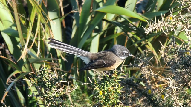 Pīwakawaka (Fantail)