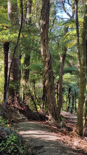 Puriri Ridge Track Whatipu