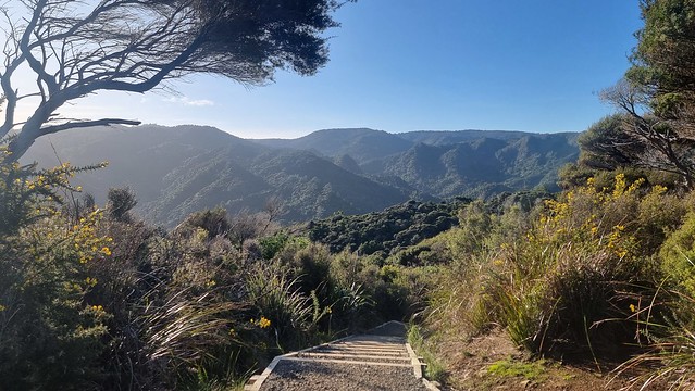 Puriri Ridge Track Whatipu