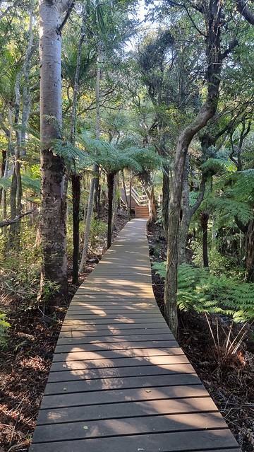 Puriri Ridge Track Whatipu