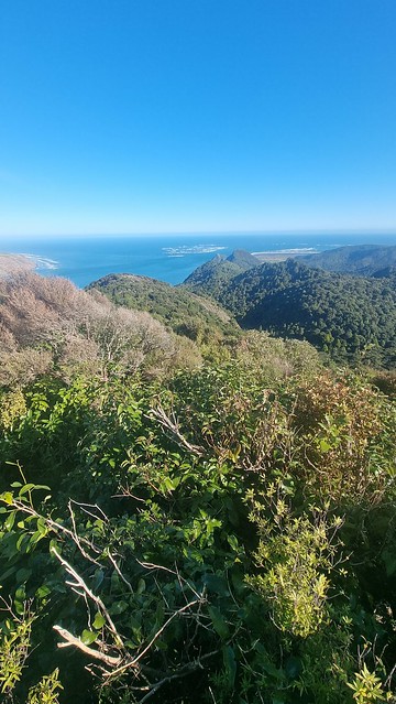 Puriri Ridge Track Whatipu