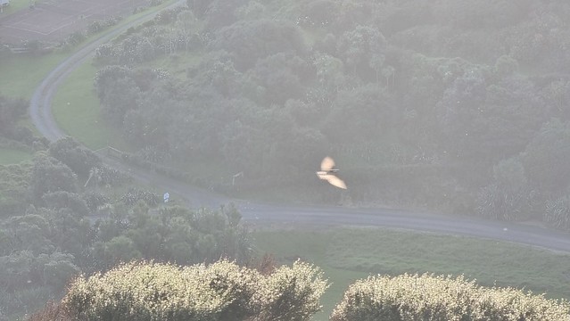 Pīwakawaka (Fantail) feeding | Ōmanawanui Track Whatipu