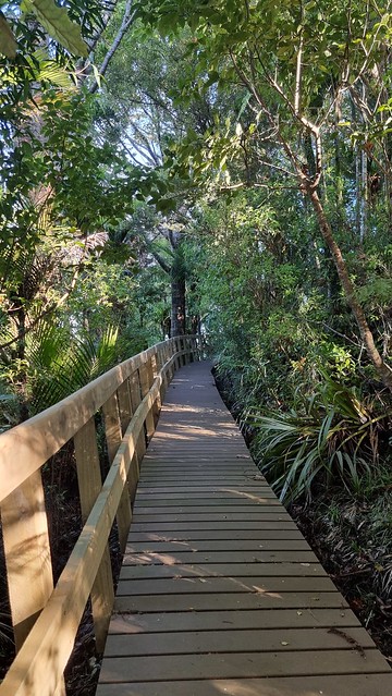 Puriri Ridge Track Whatipu