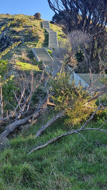 Steps | Ōmanawanui Track Whatipu