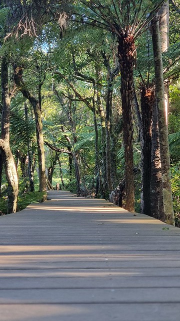 Puriri Ridge Track Whatipu