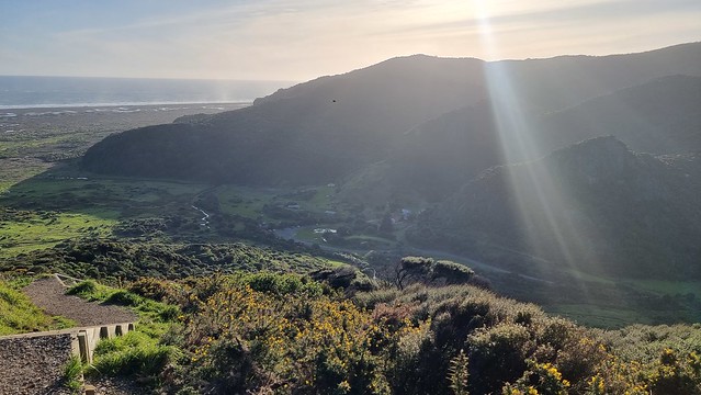 Pīwakawaka (Fantail) feeding | Ōmanawanui Track Whatipu