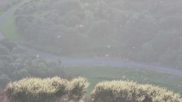 Pīwakawaka (Fantail) feeding | Ōmanawanui Track Whatipu