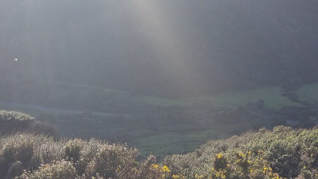 Pīwakawaka (Fantail) feeding | Ōmanawanui Track Whatipu