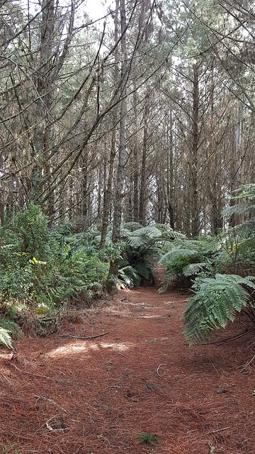 Mangarewa Bridge Side Trail