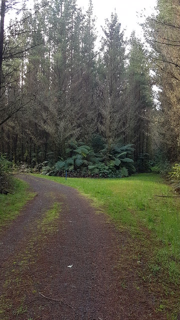 Mangarewa Bridge Side Trail
