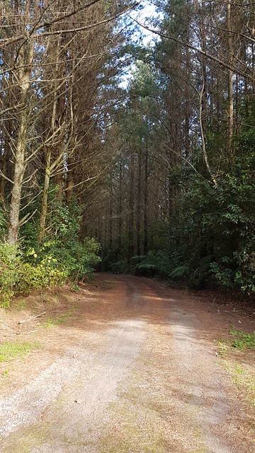 Mangarewa Bridge Side Trail