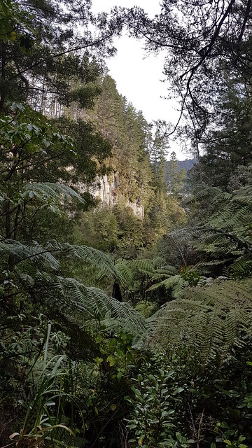 Mangarewa Bridge Side Trail
