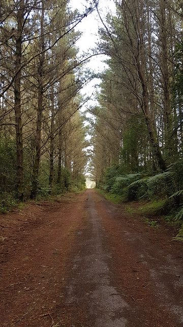 Mangarewa Bridge Side Trail